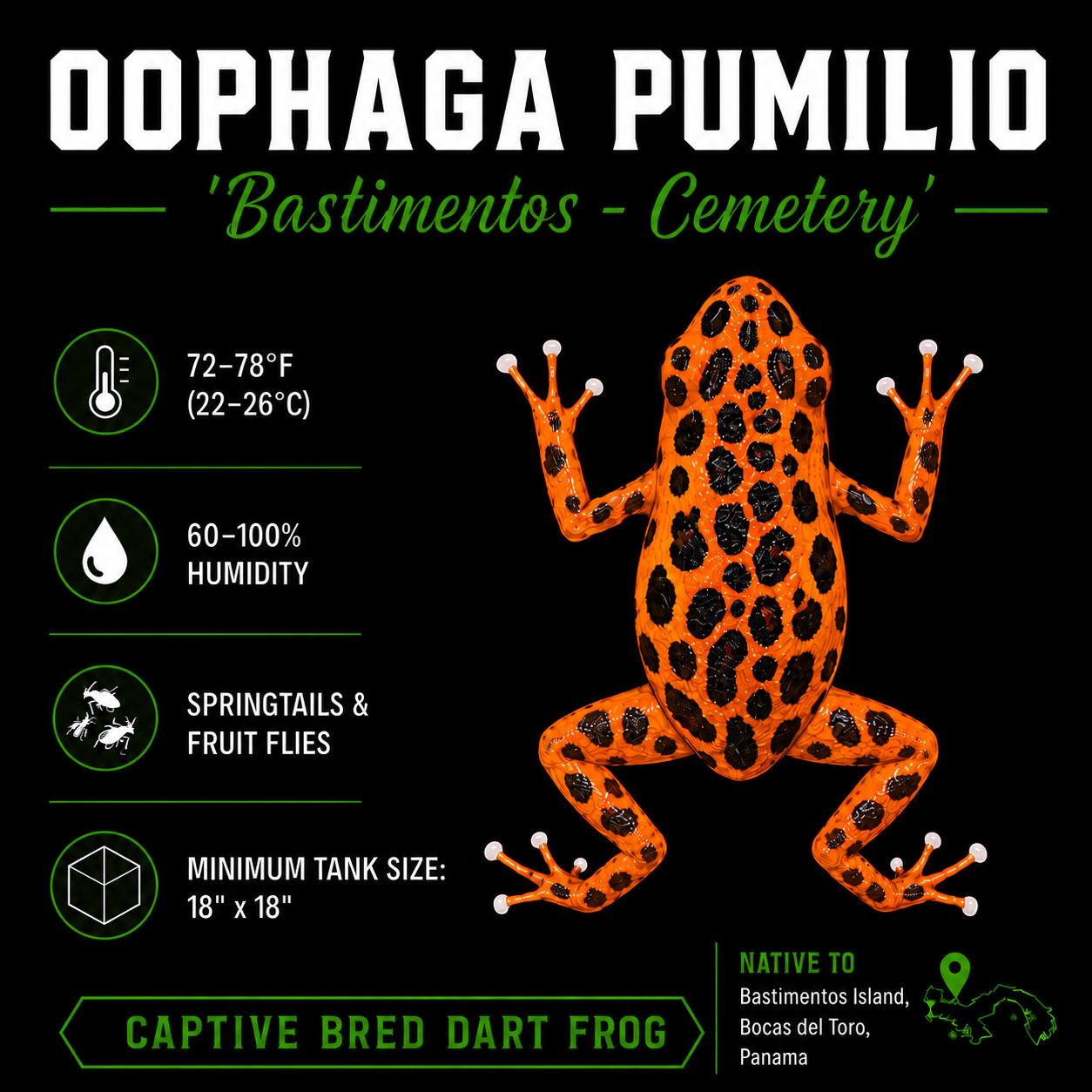Oophaga pumilio 'Cemetery Bastimentos' - Orange