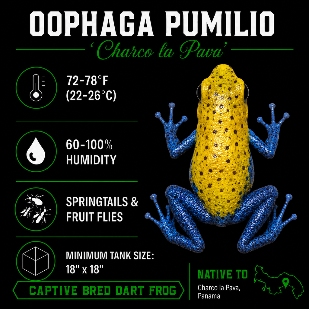 Oophaga pumilio 'Charco la Pava'