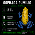 Oophaga pumilio 'Charco la Pava'