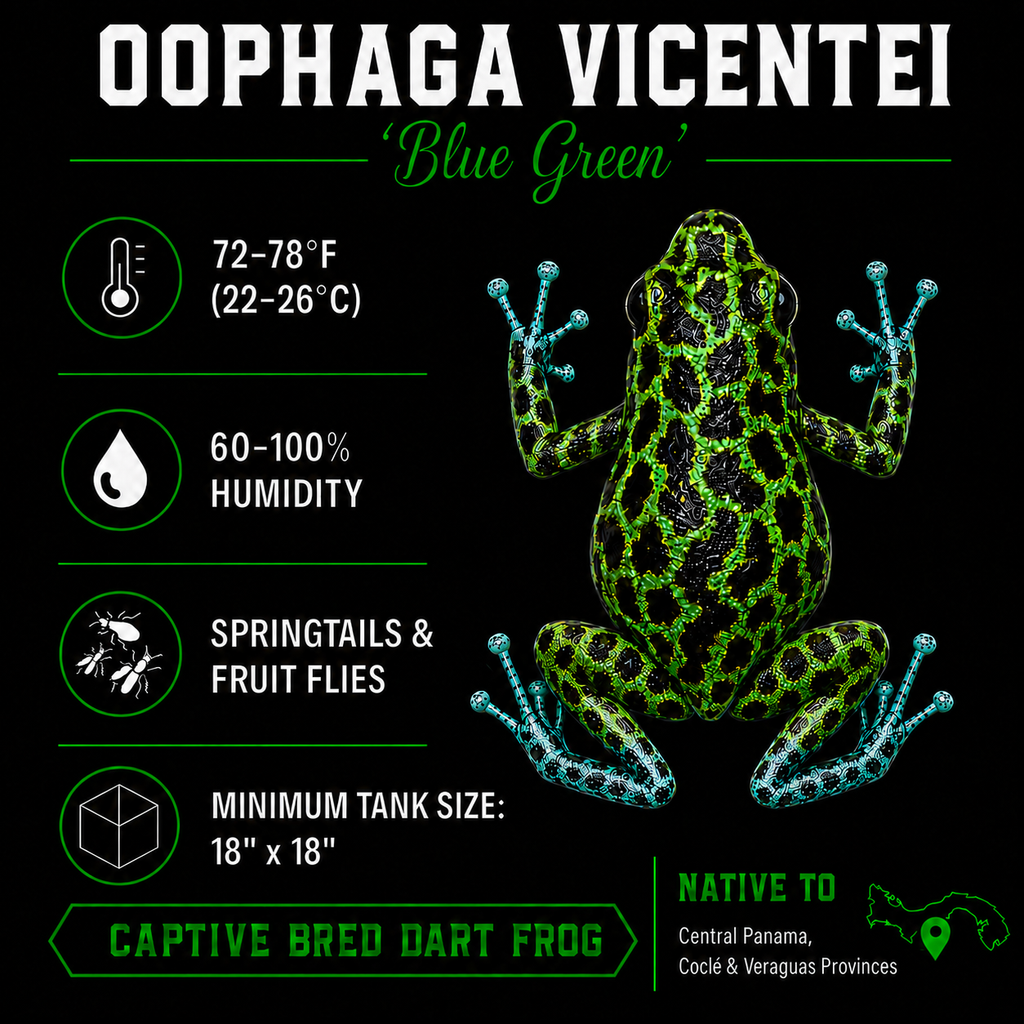Oophaga vicentei 'Blue Green'