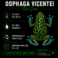 Oophaga vicentei 'Blue Green'