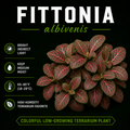 Fittonia albivenis