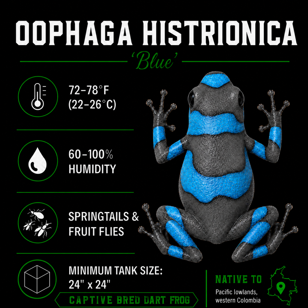 Oophaga histrionica 'Blue'