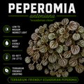 Peperomia antoniana "Ecuadorian clone"