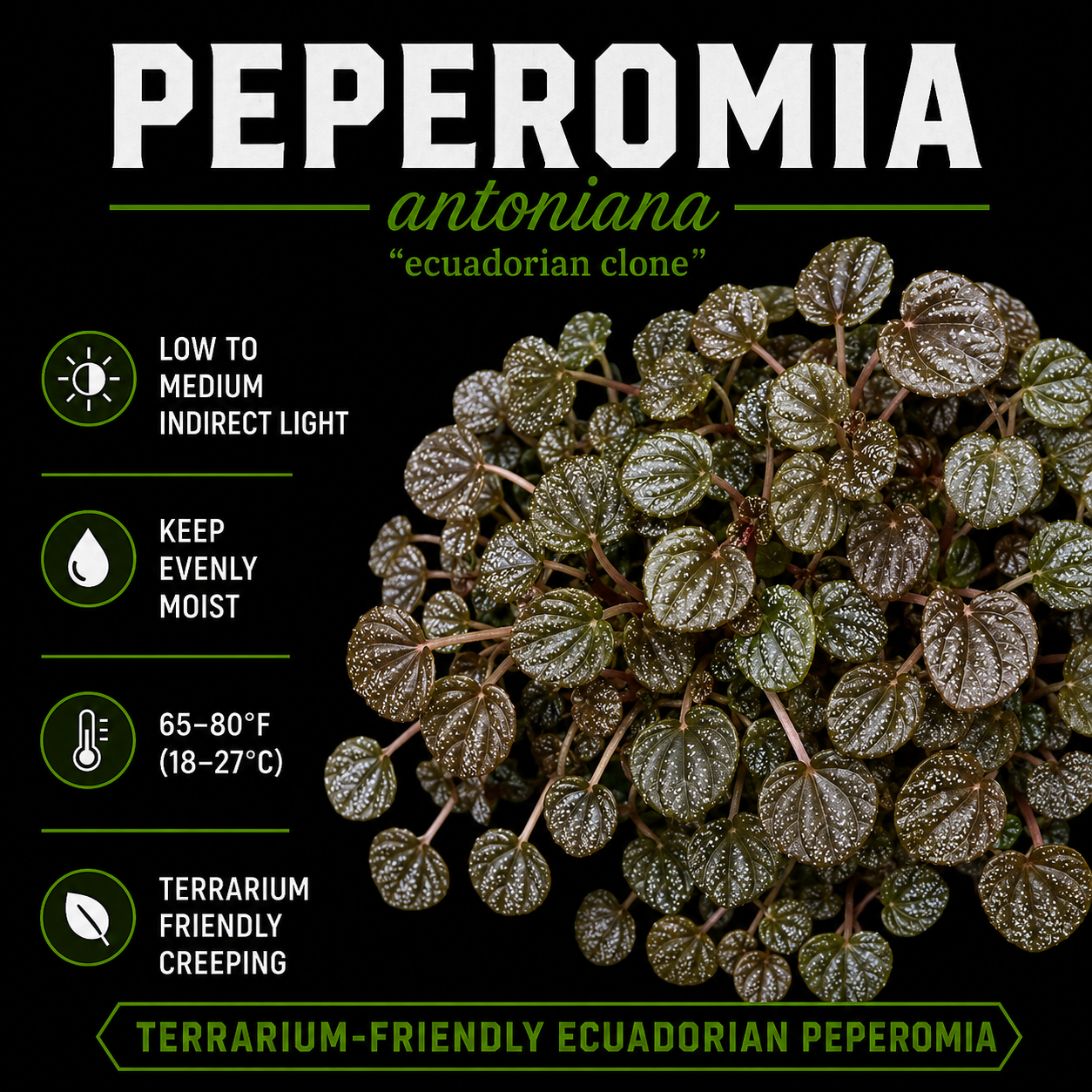 Peperomia antoniana "Ecuadorian clone"
