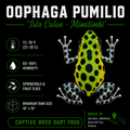 Oophaga pumilio 'Colon Mimitimbe"