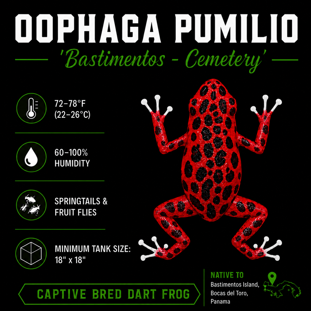 Oophaga pumilio 'Cemetery Bastimentos' - Red