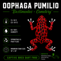 Oophaga pumilio 'Cemetery Bastimentos' - Red