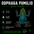 Oophaga pumilio 'Loma Partida'