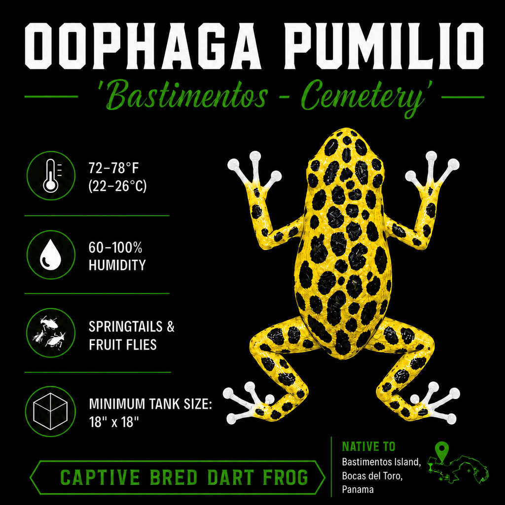 Oophaga pumilio 'Cemetery Bastimentos' - Yellow