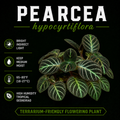 Pearcea hypocyrtiflora