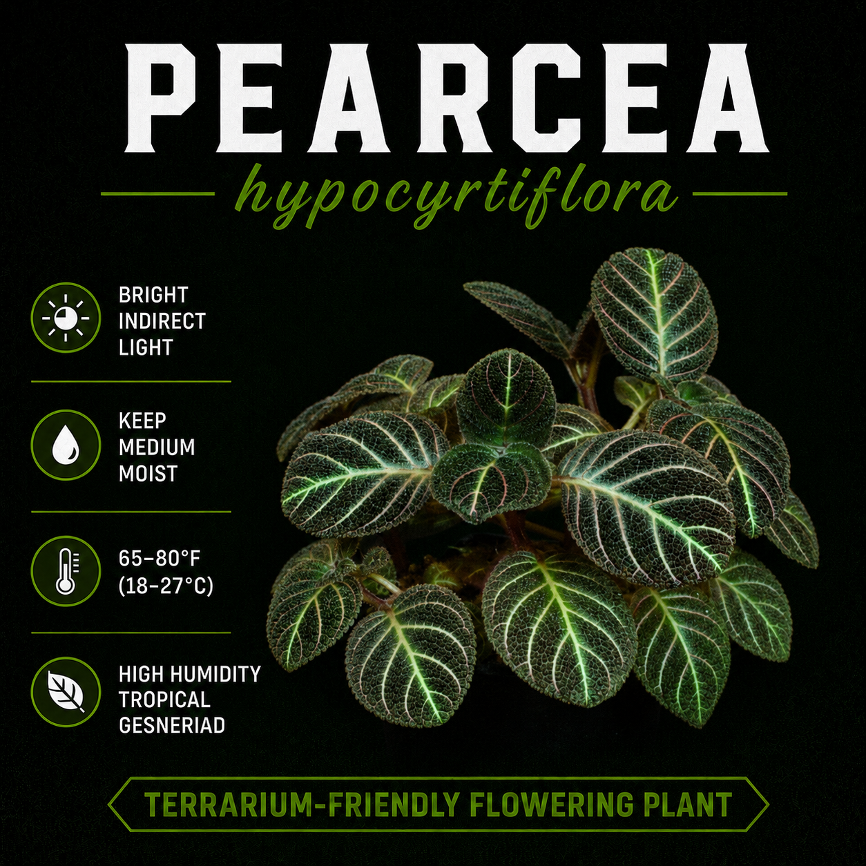 Pearcea hypocyrtiflora