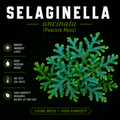 Selaginella uncinata (Peacock Moss)