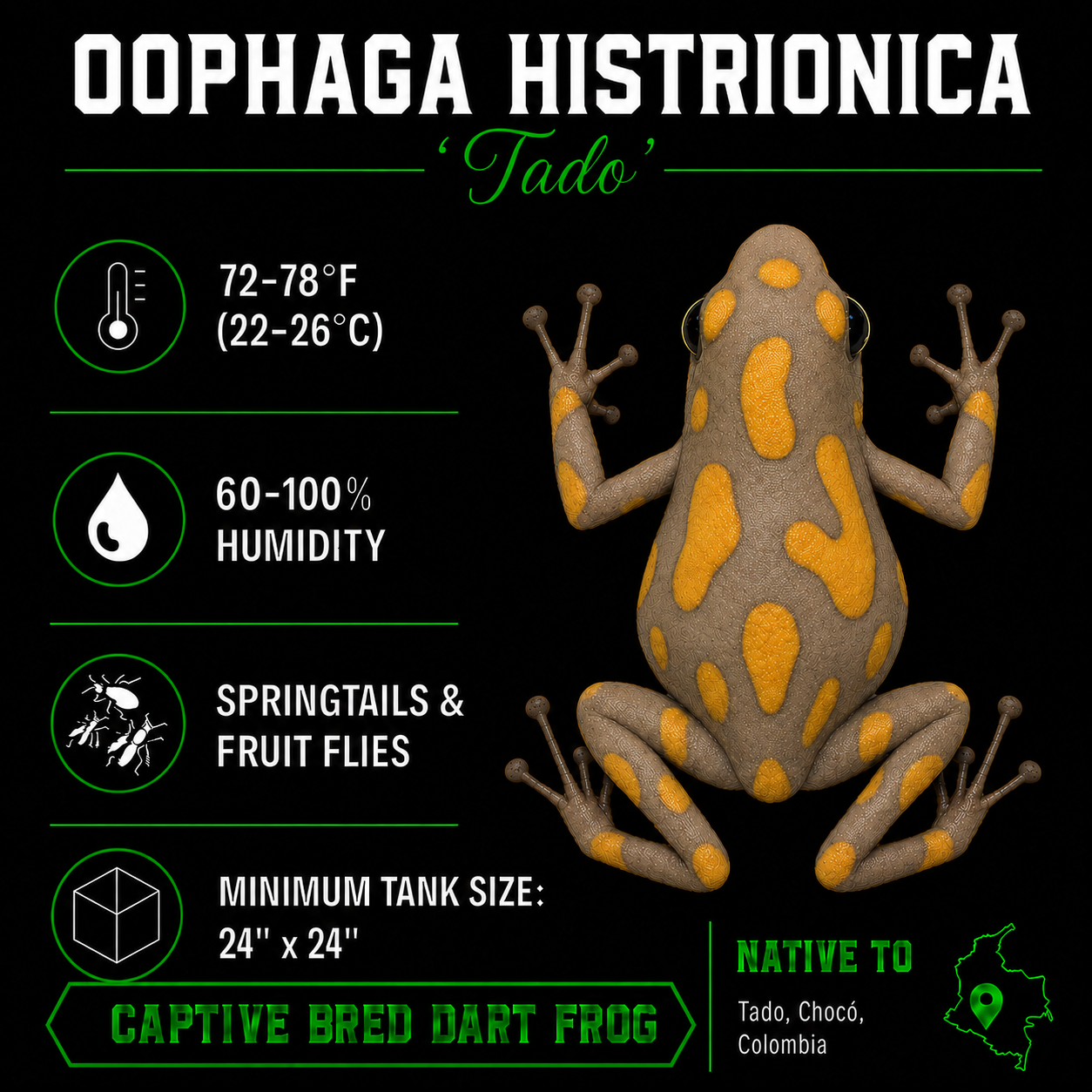 Oophaga andresi 'Tado'