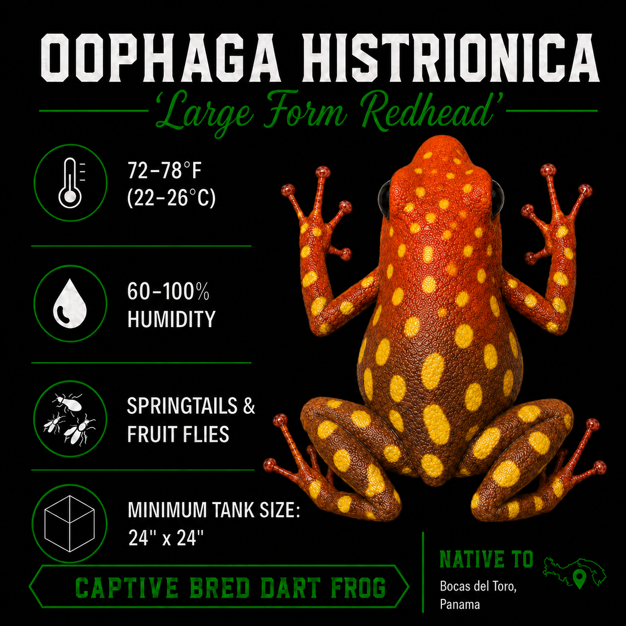 Oophaga histrionica 'Redhead - Large Form'