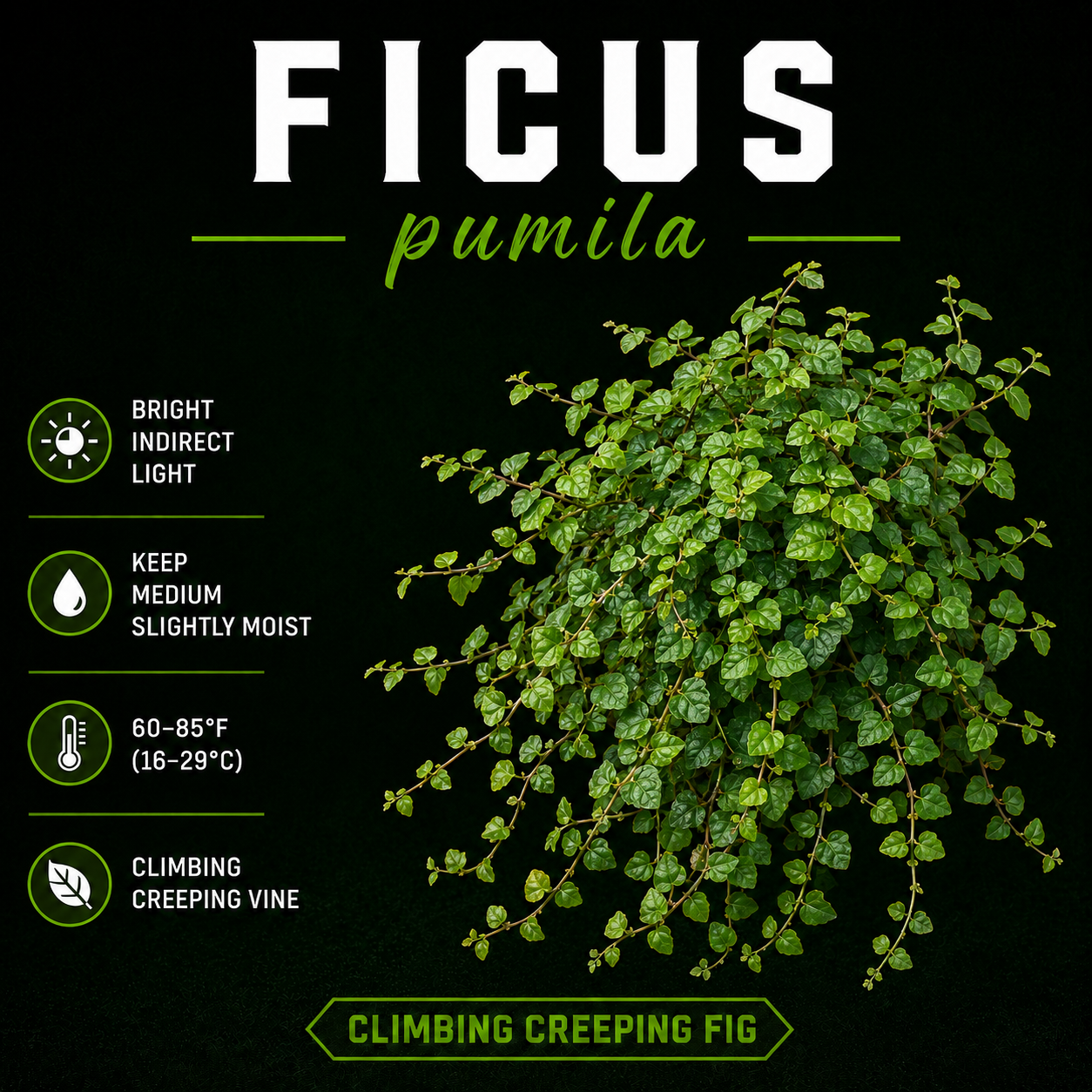 Ficus pumila (Creeping Fig)