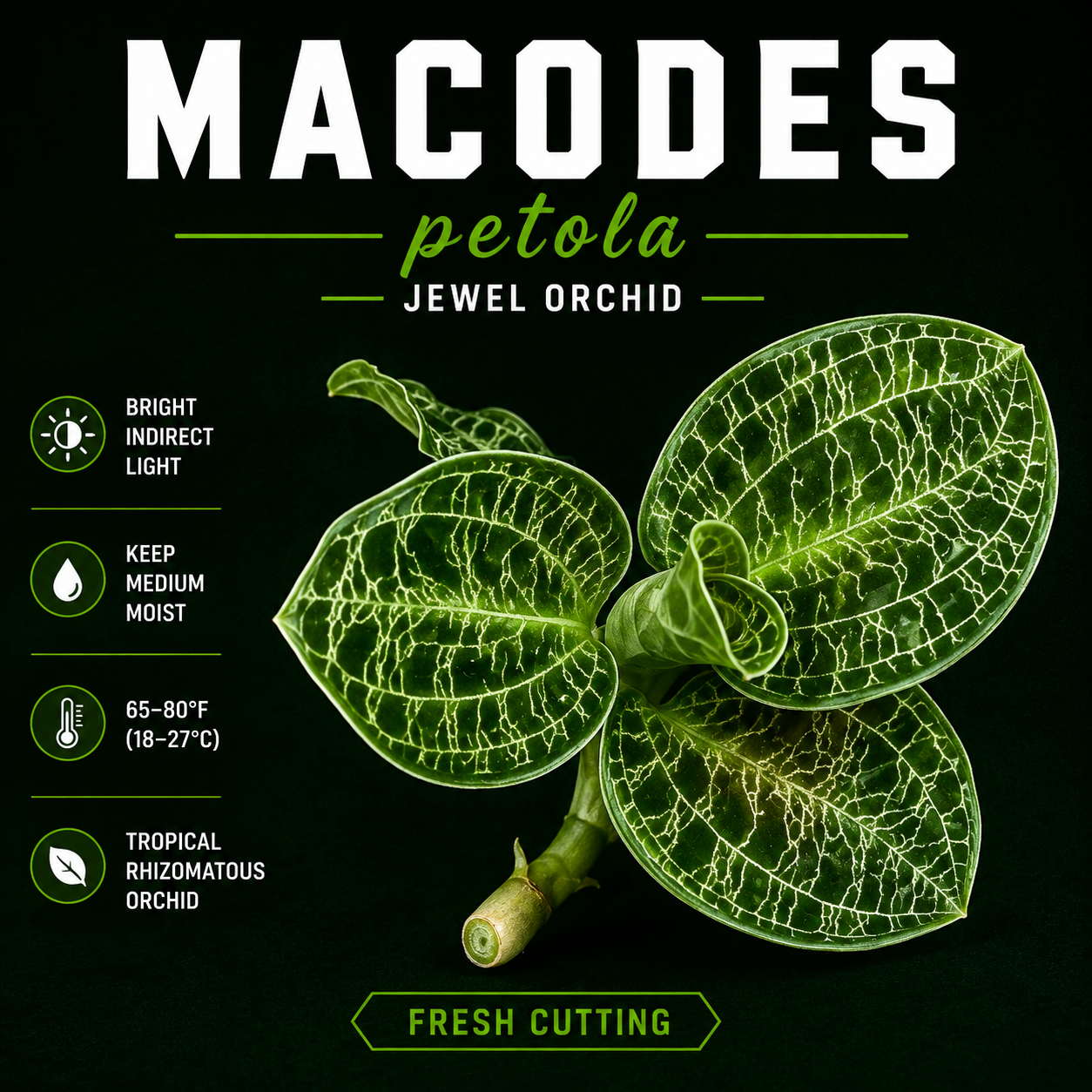 Macodes Petola (Jewel Orchid)