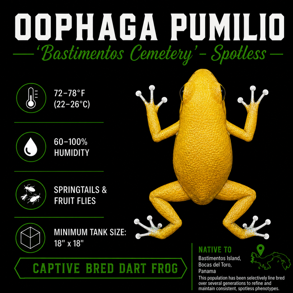 Oophaga pumilio 'Cemetery Bastimentos' - Spotless