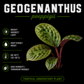 Geogenanthus poeppigii