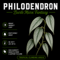 Philodendron ‘Burle Marx Fantasy’