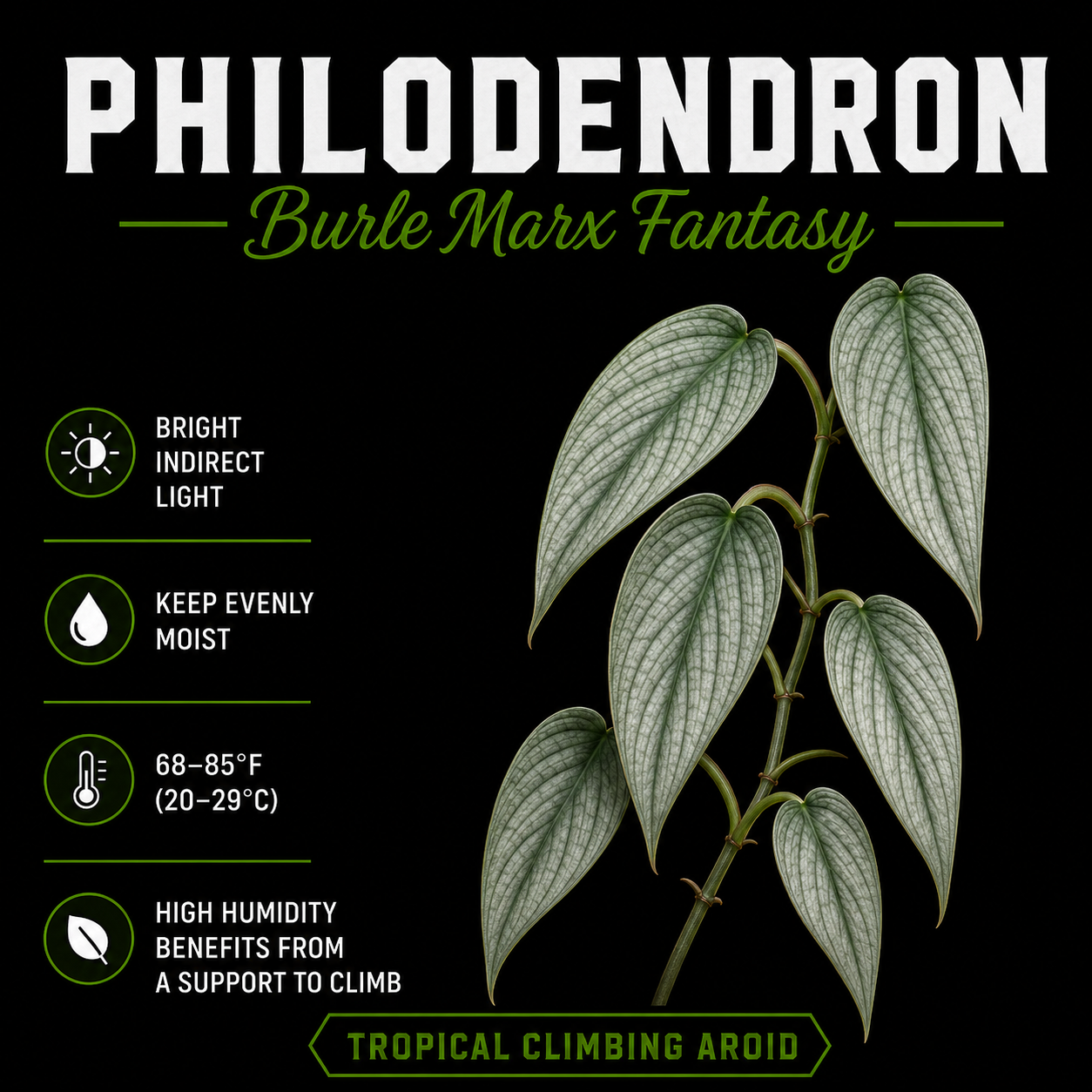 Philodendron ‘Burle Marx Fantasy’