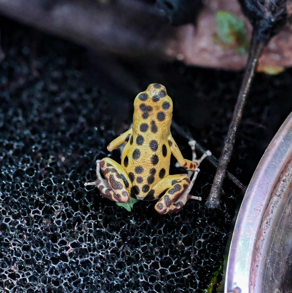 O. pumilio 'Bastimentos' - 1.1 Proven Pair (WYSIWYG)