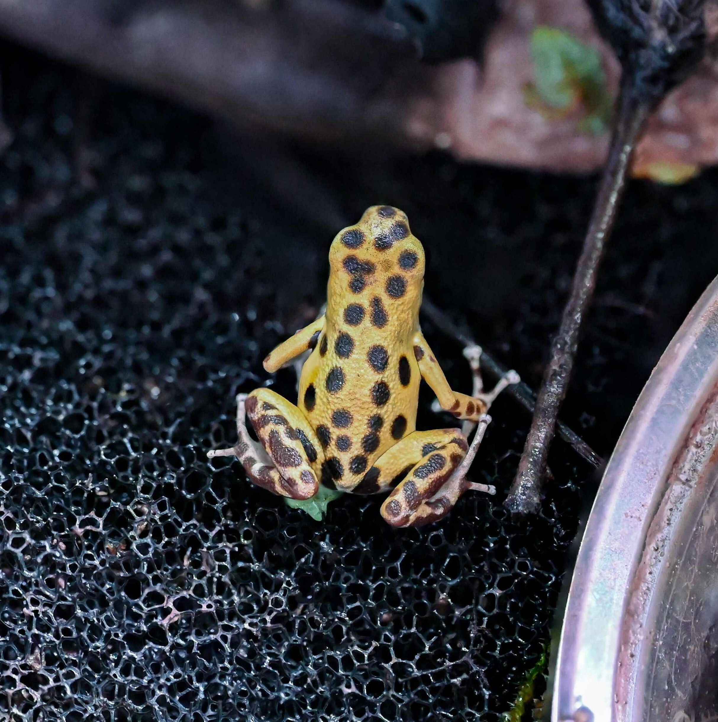 O. pumilio 'Bastimentos' - 1.1 Proven Pair (WYSIWYG)