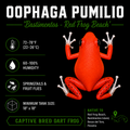 Oophaga pumilio 'Bastimentos' - Red Frog Beach