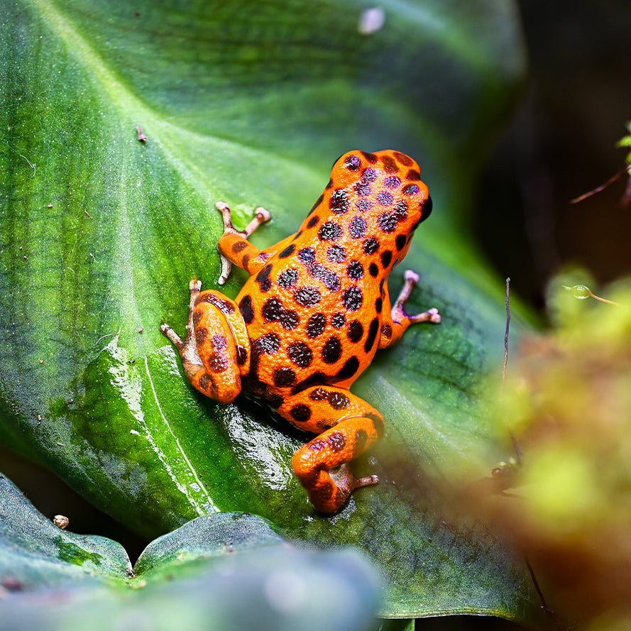 Oophaga pumilio 'Cemetery Bastimentos' - Orange