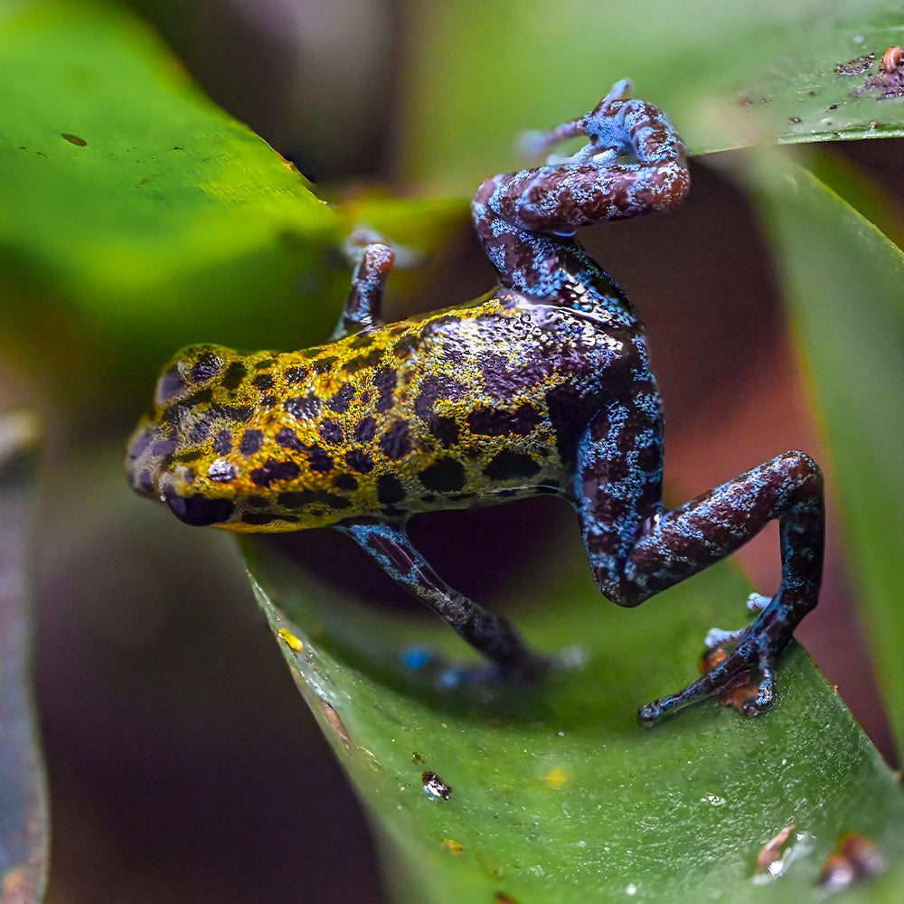 Oophaga pumilio 'Loma Colubre'
