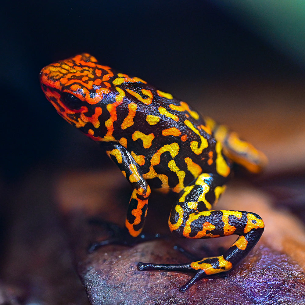 Oophaga histrionica 'Redhead - Small Form'