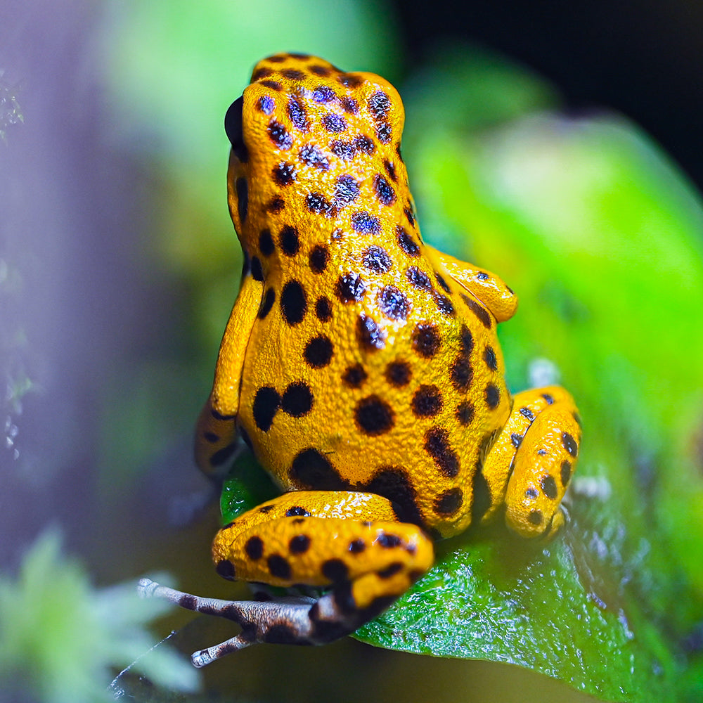 Oophaga pumilio 'Cemetery Bastimentos' - Yellow