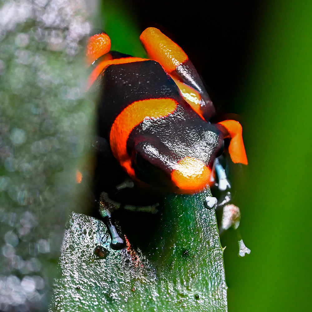 Oophaga lehmanni 'Red'