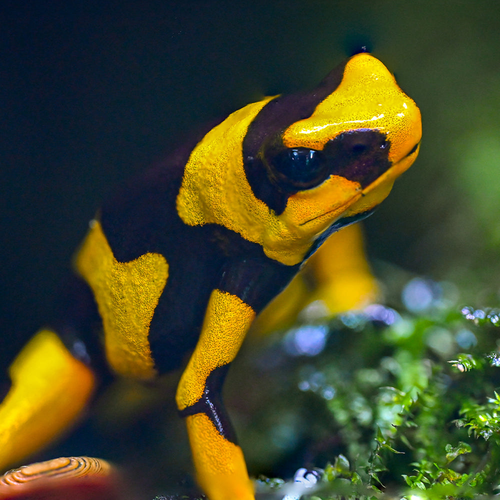 Oophaga lehmanni 'Yellow'