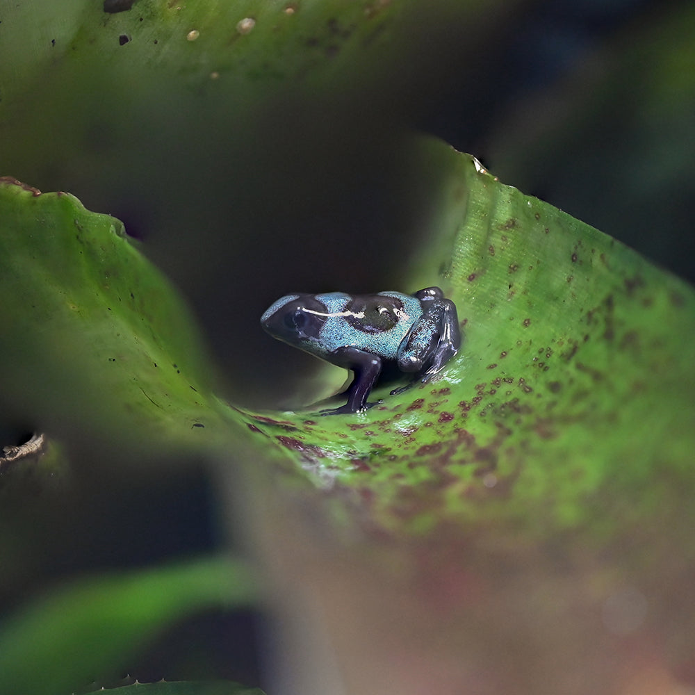 Oophaga histrionica 'Blue'