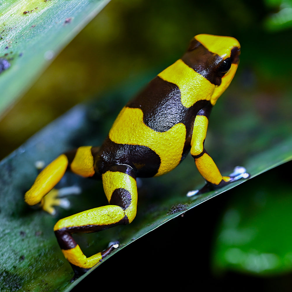 Oophaga lehmanni 'Yellow'