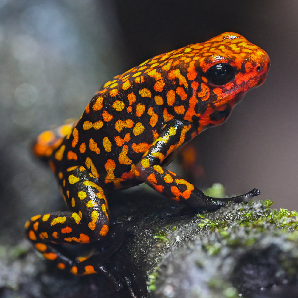 Oophaga histrionica 'Redhead - Small Form'