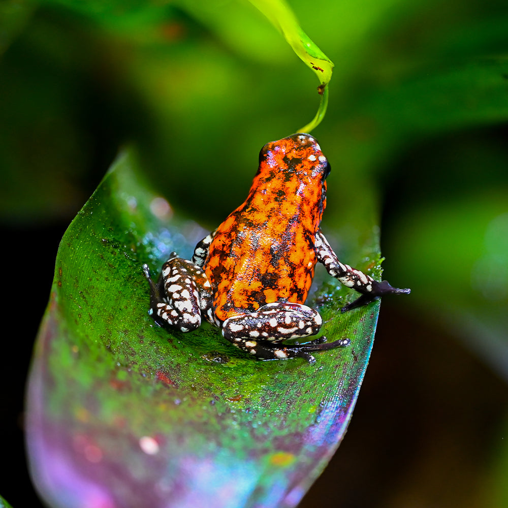 Oophaga sylvatica 'Pata Blanca'