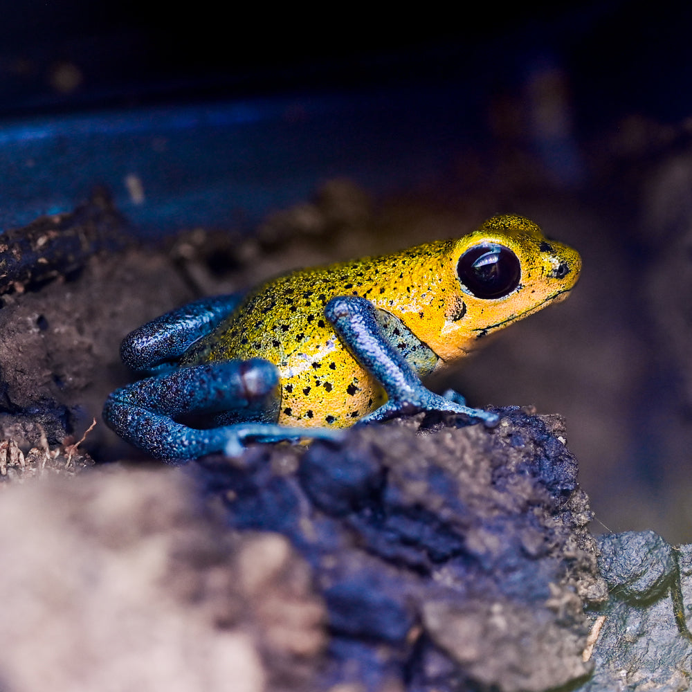 Oophaga pumilio 'Charco la Pava'