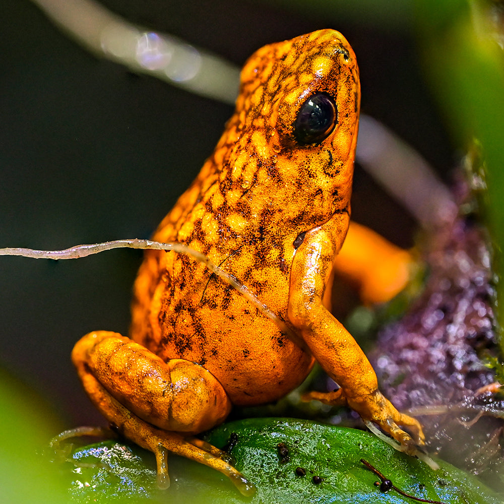 Oophaga sylvatica 'San Lorenzo'
