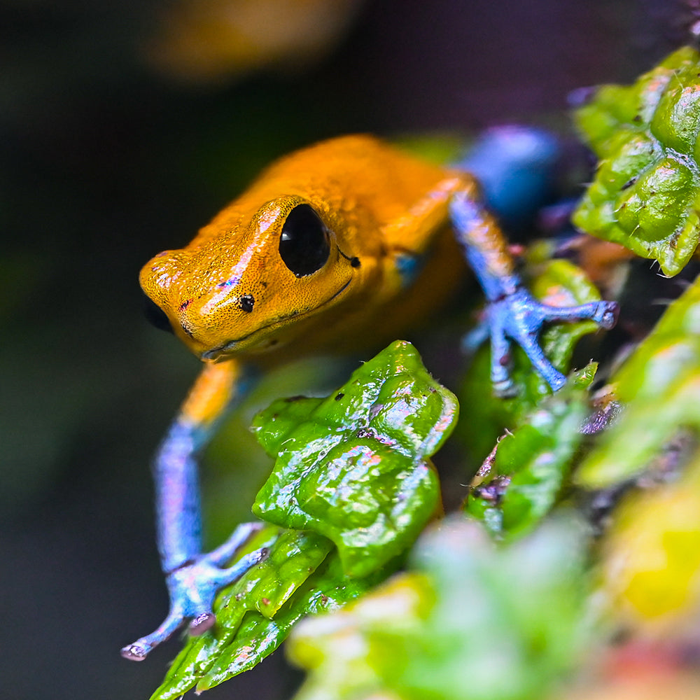 Oophaga pumilio 'Charco la Pava'
