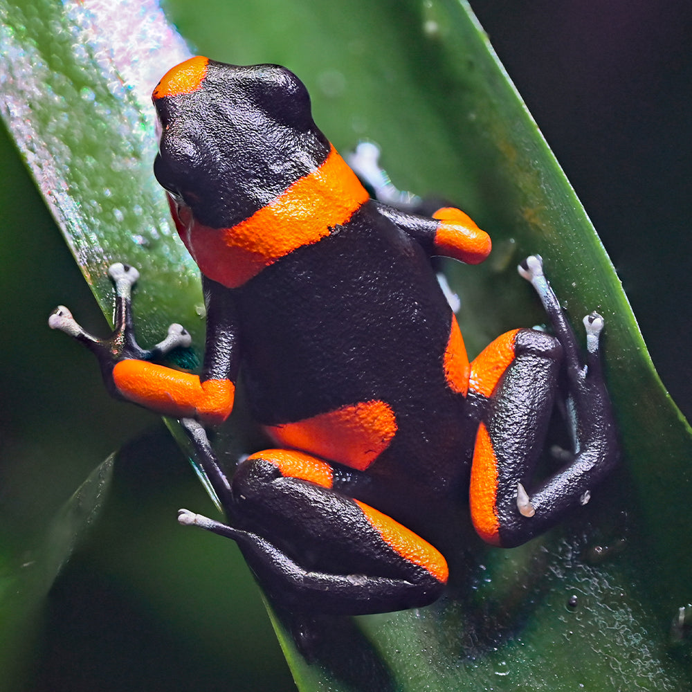 Oophaga lehmanni 'Red'