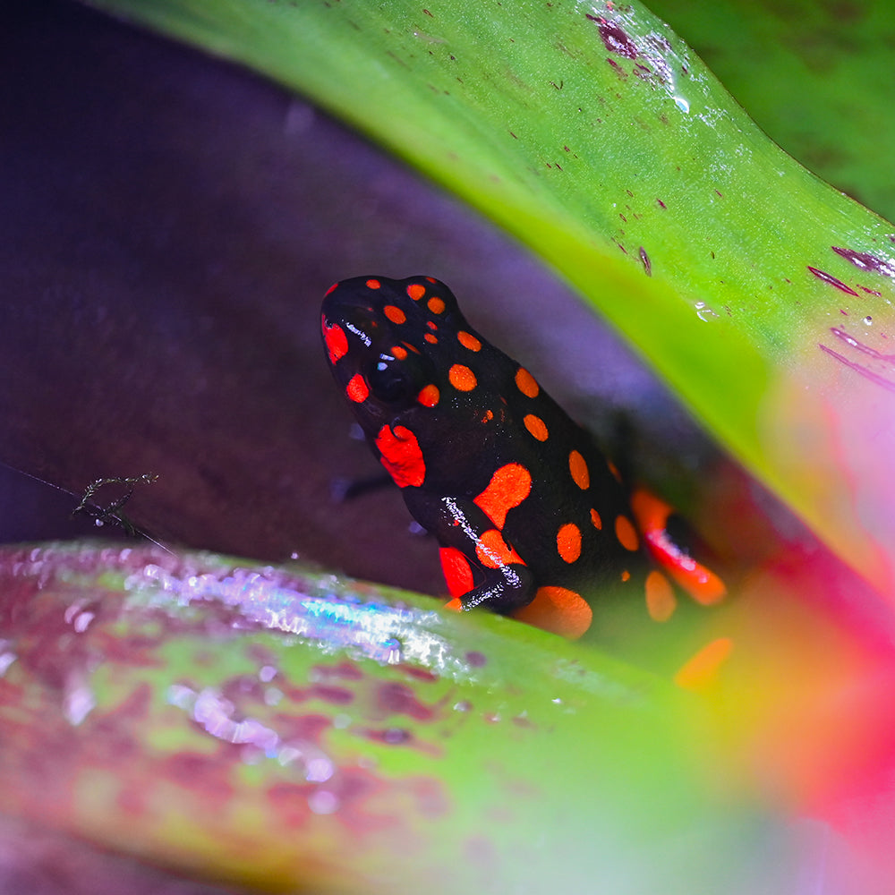 Oophaga solanensis 'Bahia Solano'