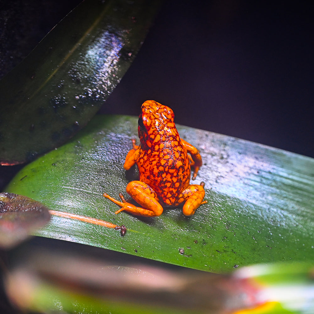 Oophaga sylvatica 'San Lorenzo'