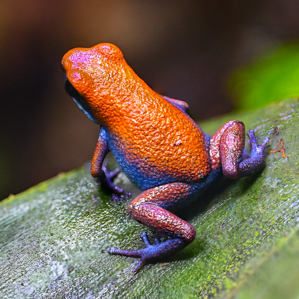Oophaga pumilio 'Escudo'