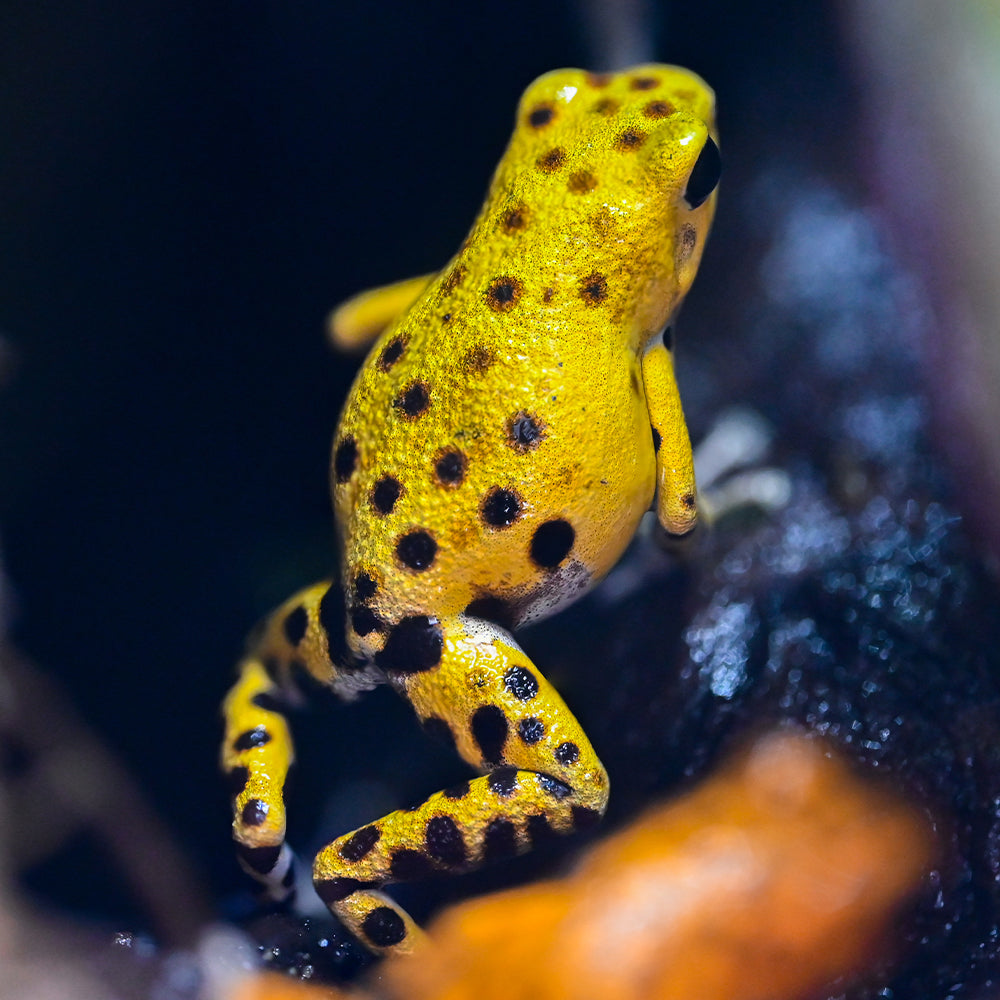 Oophaga pumilio 'Cemetery Bastimentos' - Yellow