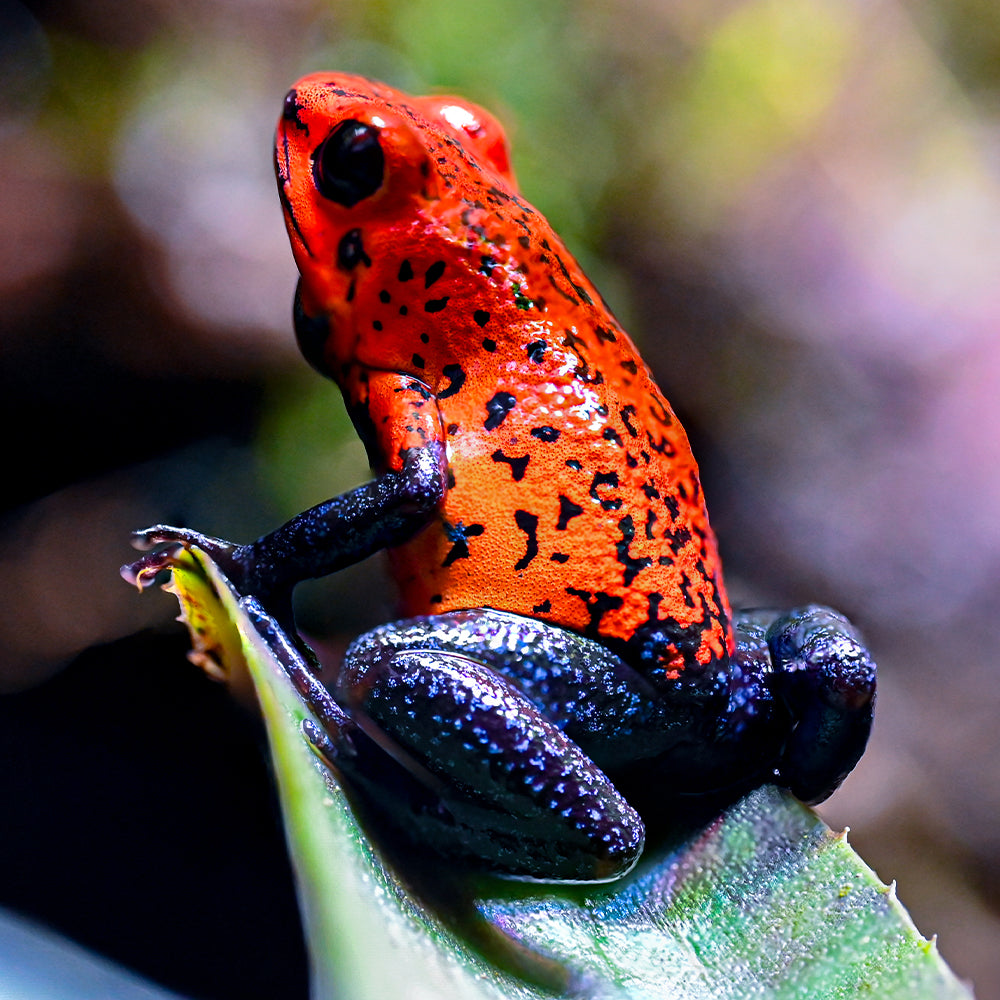 Oophaga typographica 'Blue Jeans'