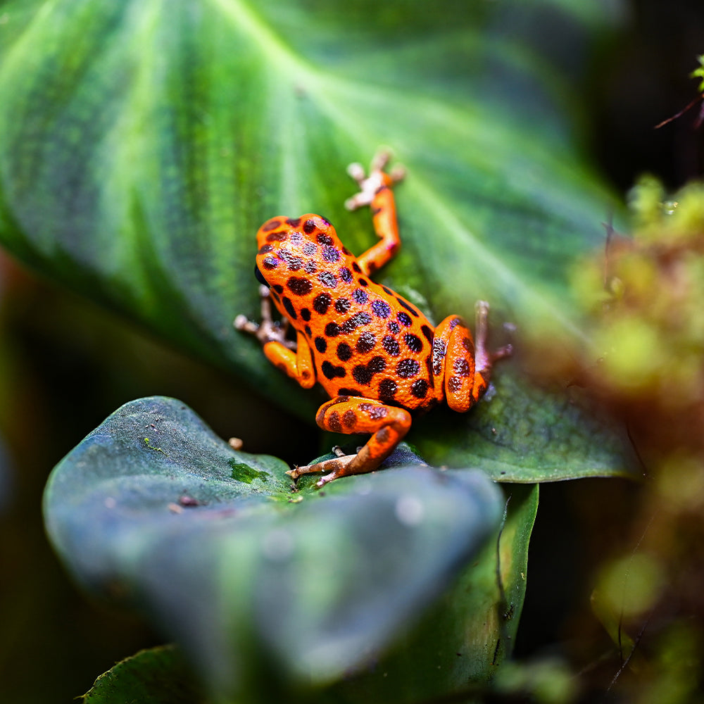 Oophaga pumilio 'Cemetery Bastimentos' - Orange