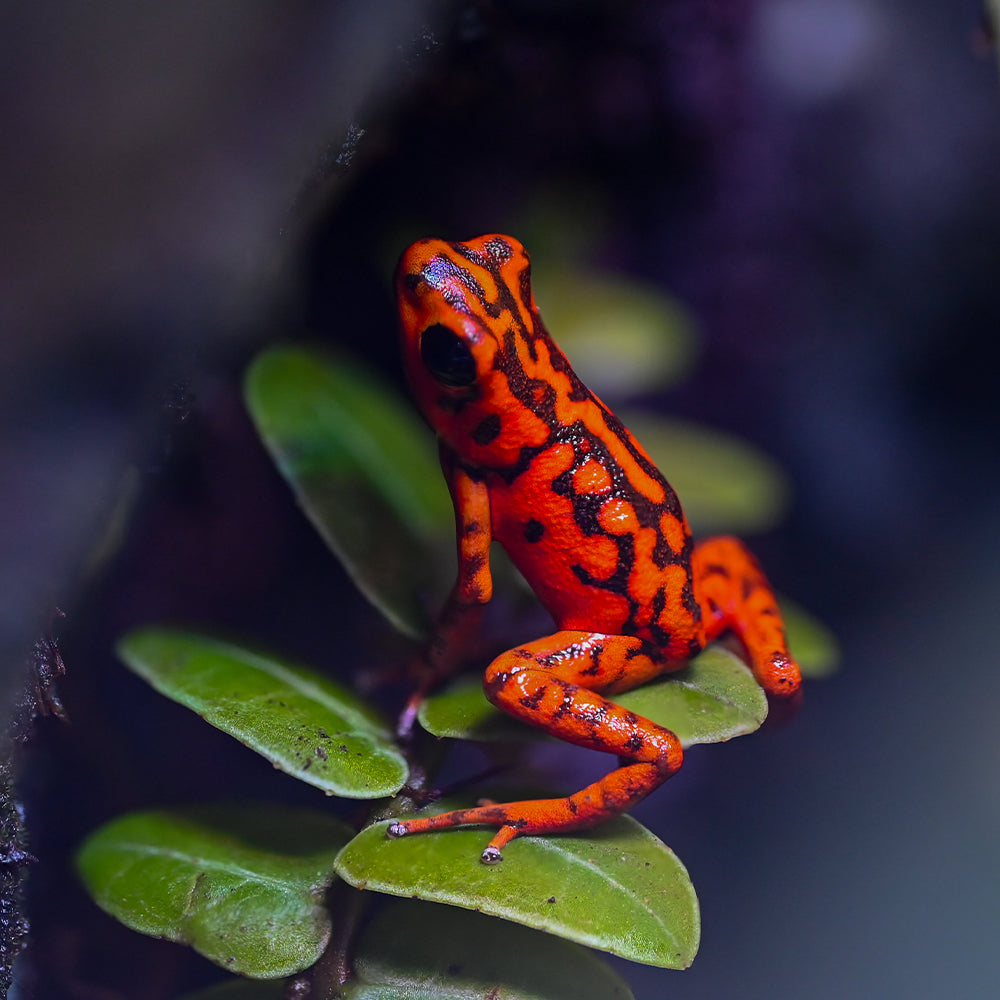 Oophaga vicentei 'Red'