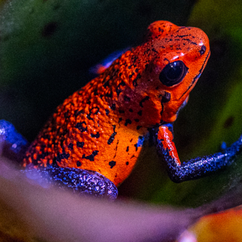 Oophaga typographica 'Blue Jeans'